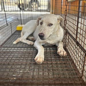 【待認養】混種犬 狗 (女生) - 澎湖縣流浪動物收容中心