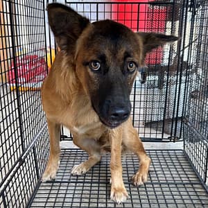 【待認養】混種犬 狗 (女生) - 澎湖縣流浪動物收容中心