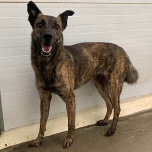 【待認養】混種犬 狗 (女生) - 臺北市動物之家