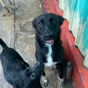 【待認養】混種犬 狗 (男生) - 屏東縣公立犬貓中途之家