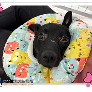 【待認養】混種犬 狗 (女生) - 臺北市動物之家