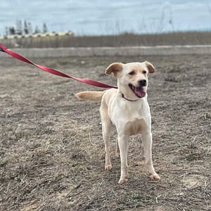 【待認養】混種犬 狗 (女生) - 澎湖縣流浪動物收容中心