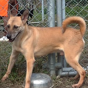 【待認養】混種犬 狗 (男生) - 臺北市動物之家