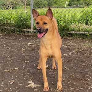 【待認養】混種犬 狗 (女生) - 臺北市動物之家