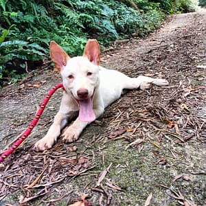 【待認養】混種犬 狗 (男生) - 新北市新店區公立動物之家