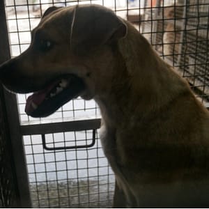 【待認養】混種犬 狗 (女生) - 臺南市動物之家善化站