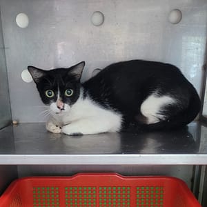 【待認養】混種貓 貓 (女生) - 新竹縣動物保護教育園區