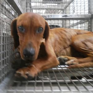 【待認養】混種犬 狗 (女生) - 臺南市動物之家善化站