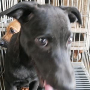 【待認養】混種犬 狗 (男生) - 臺南市動物之家善化站