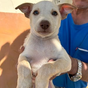 【待認養】混種犬 狗 (男生) - 澎湖縣流浪動物收容中心