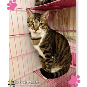 【待認養】混種貓 貓 (男生) - 臺北市動物之家