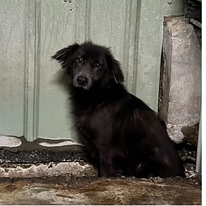 【待認養】混種犬 狗 (男生) - 新北市三芝區公立動物之家