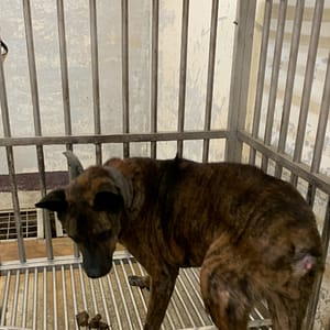 【待認養】混種犬 狗 (女生) - 苗栗縣動物保護教育園區