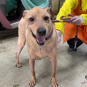 【待認養】混種犬 狗 (男生) - 臺北市動物之家