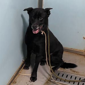 【待認養】混種犬 狗 (男生) - 臺北市動物之家