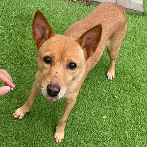 【待認養】混種犬 狗 (女生) - 新竹縣動物保護教育園區