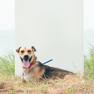 【待認養】混種犬 狗 (男生) - 新北市淡水區公立動物之家