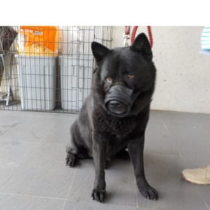 【待認養】混種犬 狗 (男生) - 南投縣公立動物收容所