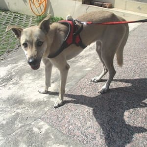 【待認養】混種犬 狗 (女生) - 高雄市燕巢動物保護關愛園區