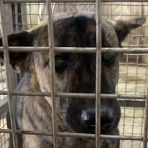 【待認養】混種犬 狗 (女生) - 臺南市動物之家善化站