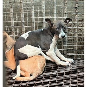 【待認養】混種犬 狗 (男生) - 彰化縣流浪狗中途之家