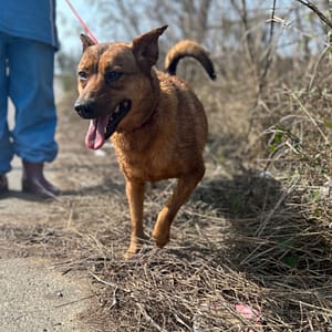 【待認養】混種犬 狗 (女生) - 澎湖縣流浪動物收容中心