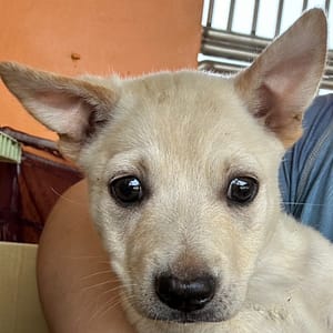 【待認養】混種犬 狗 (女生) - 澎湖縣流浪動物收容中心