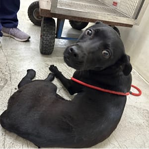 【待認養】混種犬 狗 (女生) - 臺北市動物之家