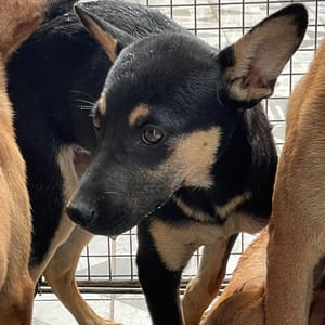 【待認養】混種犬 狗 (女生) - 苗栗縣動物保護教育園區