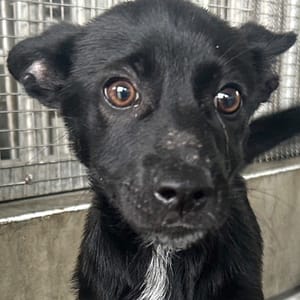 【待認養】混種犬 狗 (女生) - 澎湖縣流浪動物收容中心