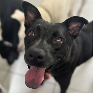 【待認養】混種犬 狗 (女生) - 澎湖縣流浪動物收容中心