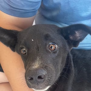 【待認養】混種犬 狗 (女生) - 澎湖縣流浪動物收容中心