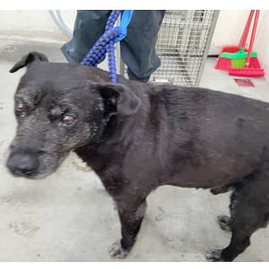 【待認養】混種犬 狗 (男生) - 臺北市動物之家