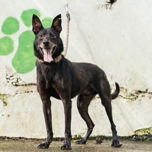 【待認養】混種犬 狗 (男生) - 新北市五股區公立動物之家