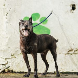 【待認養】混種犬 狗 (男生) - 新北市五股區公立動物之家