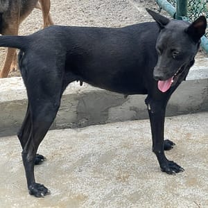 【待認養】混種犬 狗 (女生) - 苗栗縣動物保護教育園區