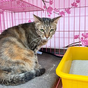 【待認養】混種貓 貓 (女生) - 新北市八里區公立動物之家