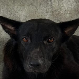 【待認養】混種犬 狗 (男生) - 澎湖縣流浪動物收容中心