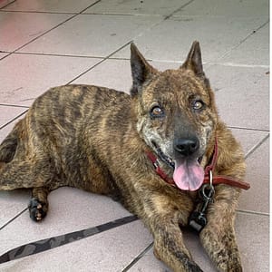 【待認養】混種犬 狗 (女生) - 臺南市動物之家灣裡站