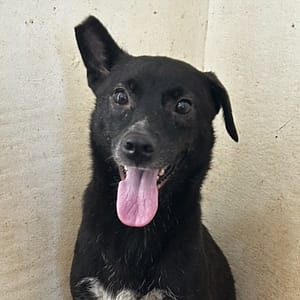 【待認養】混種犬 狗 (女生) - 澎湖縣流浪動物收容中心