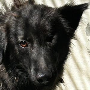 【待認養】混種犬 狗 (男生) - 澎湖縣流浪動物收容中心