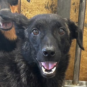 【待認養】混種犬 狗 (女生) - 澎湖縣流浪動物收容中心