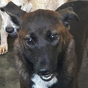 【待認養】混種犬 狗 (女生) - 澎湖縣流浪動物收容中心