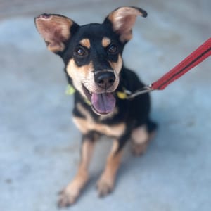 【待認養】混種犬 狗 (女生) - 澎湖縣流浪動物收容中心