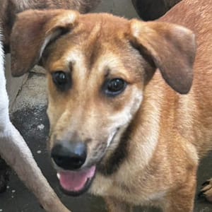 【待認養】混種犬 狗 (男生) - 澎湖縣流浪動物收容中心