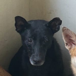 【待認養】混種犬 狗 (男生) - 澎湖縣流浪動物收容中心