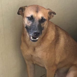 【待認養】混種犬 狗 (男生) - 澎湖縣流浪動物收容中心