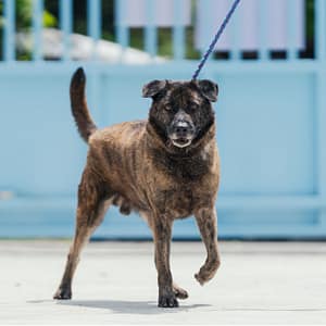 【待認養】混種犬 狗 (男生) - 新北市八里區公立動物之家