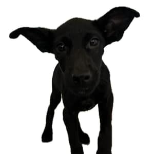 【待認養】混種犬 狗 (女生) - 澎湖縣流浪動物收容中心
