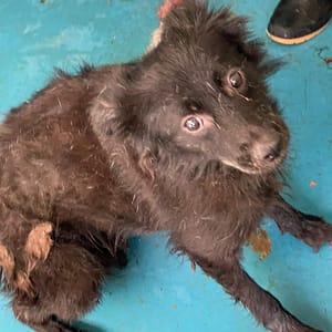 【待認養】混種犬 狗 (女生) - 苗栗縣動物保護教育園區